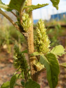 -amaranthus_retroflexus-lodyha.jpg