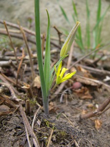 -gagea_transversalis-cely1.jpg
