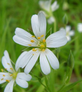 -stellaria_holostea-detail1.jpg
