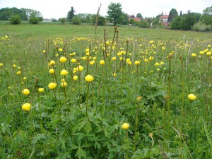 -trollius_altissimus-porost.jpg
