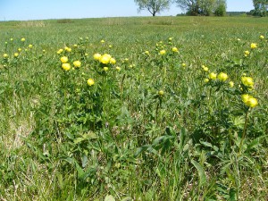 -trollius_altissimus-skupina1.jpg