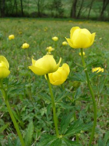 -trollius_altissimus-cely1.jpg