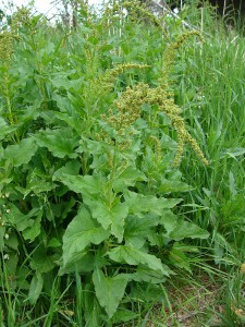 -chenopodium_bh-cely1.jpg