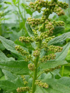 -chenopodium_bh-kvetenstvi1.jpg