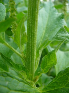 -chenopodium_bh-lodyha.jpg