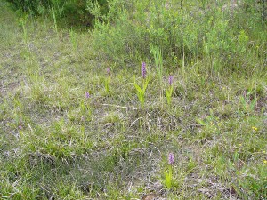 -dactylorhiza-incarnata-biotop.jpg