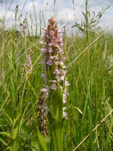 -dactylorhiza_incarnata-cely1.jpg