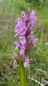 -dactylorhiza_incarnata1.jpg