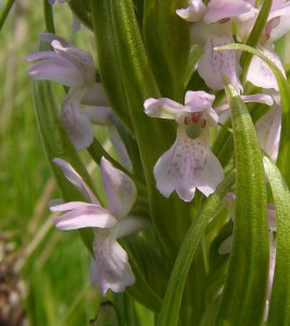 -dactylorhiza_incarnata-detail1.jpg