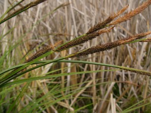 -carex_elata2.jpg
