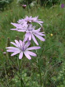 -scorzonera_purpurea-kvet1.jpg