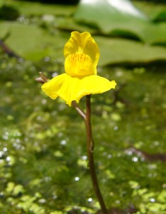 -utricularia_australis-kvet.jpg