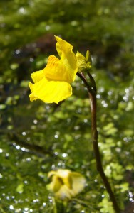 -utricularia_australis-kvet1.jpg