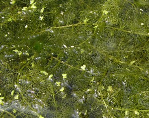 -utricularia_australis-detail.jpg