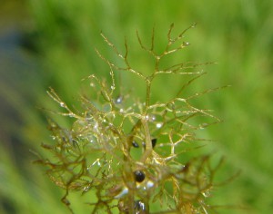 -utricularia_australis-detail1.jpg