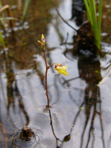 -utricularia_minor-cela1.jpg