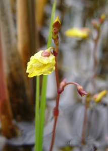 -utricularia_minor-kvet1.jpg