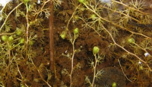 -utricularia_minor-kvet2.jpg