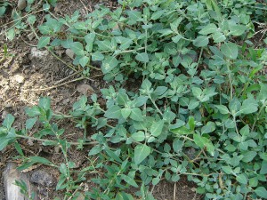 -chenopodium_vulvaria-porost.jpg