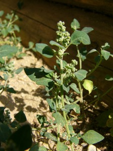 -chenopodium_vulvaria-cely1.jpg