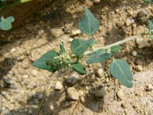 -chenopodium_vulvaria-cely2.jpg