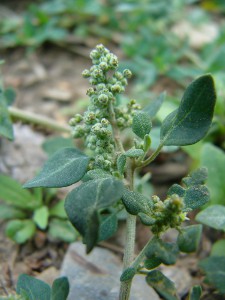 -chenopodium_vulvaria1.jpg