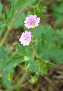 -geranium_divaricatum-kvet1.jpg