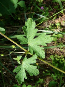 -geranium_divaricatum-list1.jpg