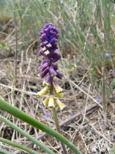 -muscari_tenuiflorum1.jpg