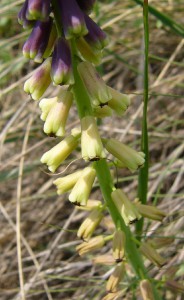 -muscari_tenuiflorum-detail1.jpg