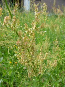 -rumex_thyrsiflorus-cely1.jpg