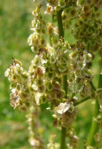 -rumex_thyrsiflorus-detail1.jpg