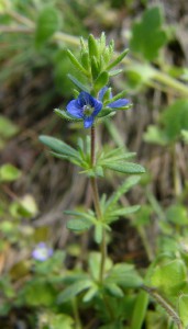 -veronica_dillenii1.jpg