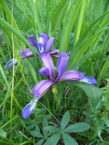 -iris_graminea-cely1.jpg