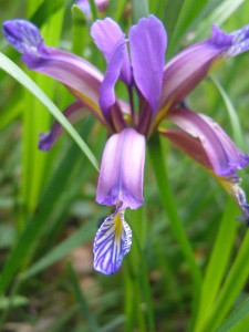 -iris_graminea-kvet1.jpg