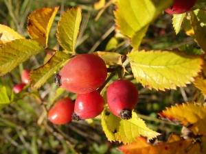 -rosa_agrestis-plod1.jpg