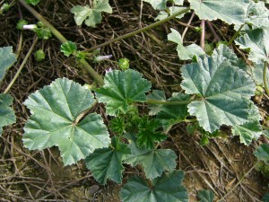 -malva_neglecta1.jpg