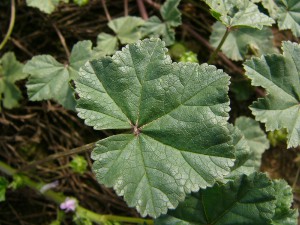 -malva_neglecta-detailm1.jpg