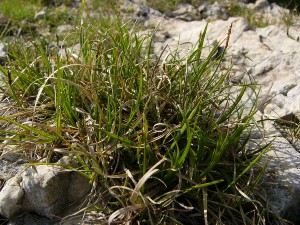 -carex_rupestris-porost.jpg
