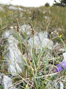-carex_rupestris1.jpg