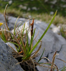 -carex_rupestris-porst1m.jpg