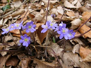 -hepatica_nobilis-cely1.jpg