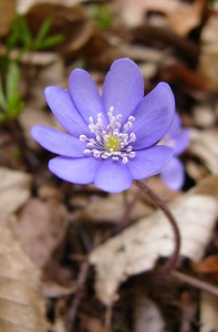 -hepatica_nobilis1.jpg