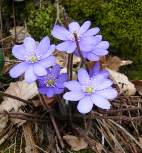 -hepatica_nobilis-list1.jpg