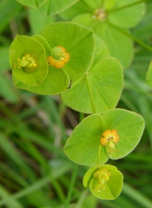 -euphorbia_angulata-detail1.jpg