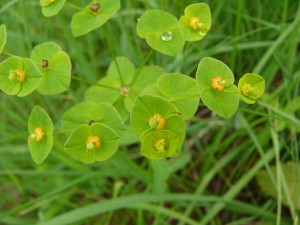 -euphorbia_angulata-kvety1.jpg