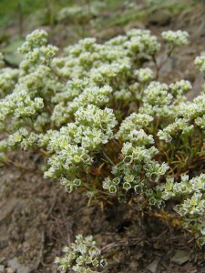 -scleranthus_perennis1.jpg