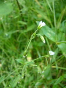 -cerastium_lucorum-cely1.jpg