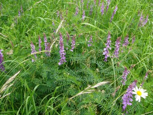 -vicia_tenuifolia-porost.jpg