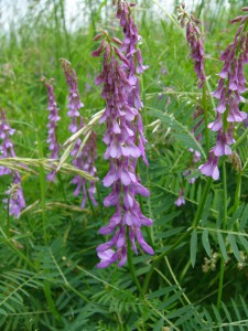 -vicia_tenuifolia-cela1.jpg